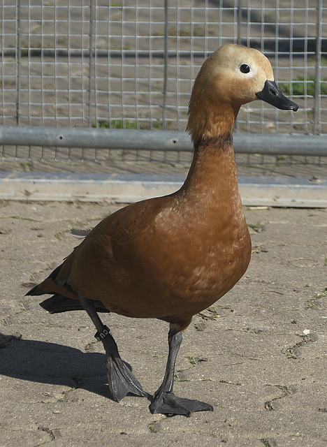 的个人状