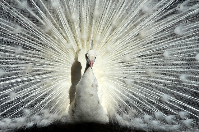 战术价值